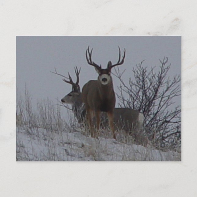 Carte Postale D21b Mule Deer (Devant)