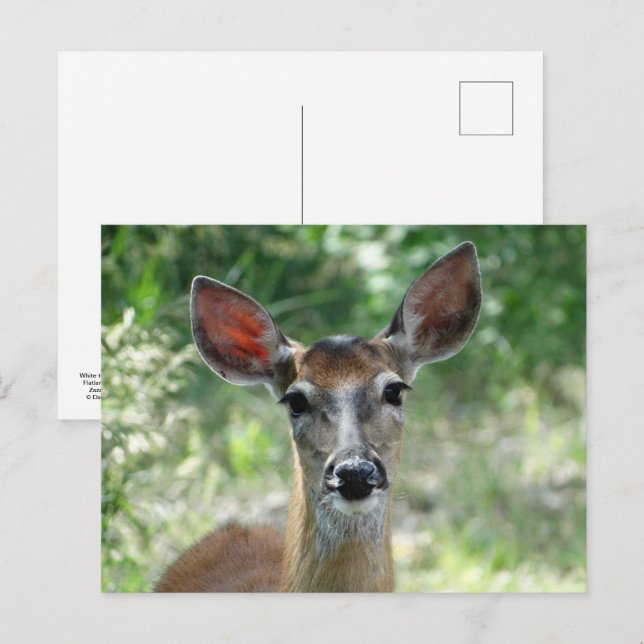 Carte Postale D33 Biche de cerf à queue blanche (Devant / Derrière)