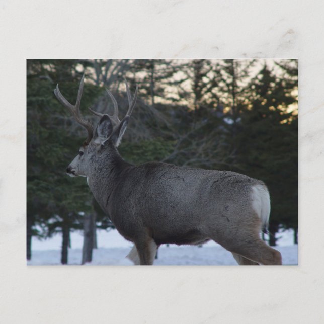 Carte Postale D8 Mule Deer Buck (Devant)