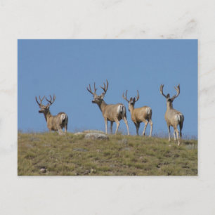 Carte Postale D9 Mule Deer Bucks à Velvet Sky Lined