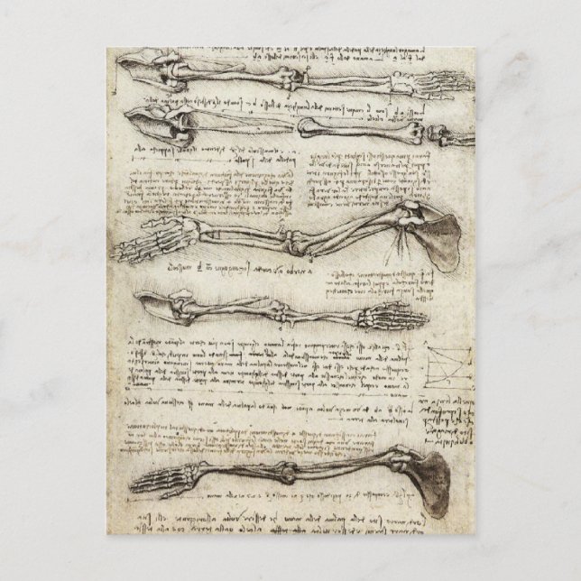 Carte Postale Da Vinci, Léonard - Étude de l'anatomie (Devant)