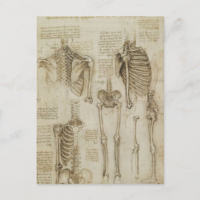 Carte Postale Da Vinci : Skeleton humain Anatomy Sketches (Devant)