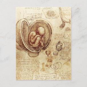 Carte Postale Da Vinci's Studies of embryos