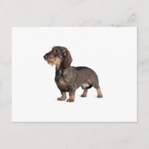 Carte Postale Dachshund