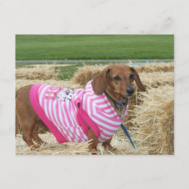 Carte Postale Dachshund (Devant)