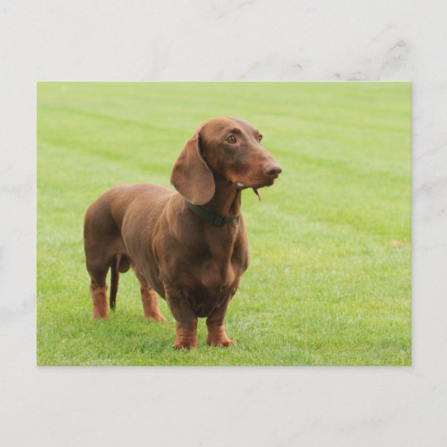 Carte Postale Dachshund (Devant)