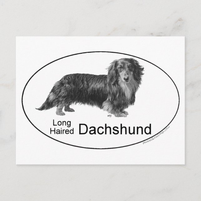 Carte Postale Dachshund (Devant)