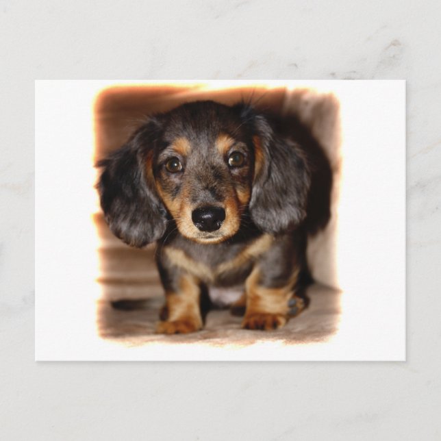 Carte Postale Dachshund (Devant)