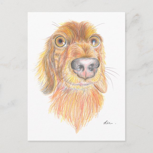 Carte Postale Dachshund (Devant)