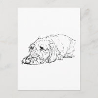Dachshund à poil dur - Mignon