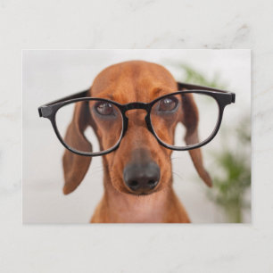 Carte Postale Dachshund Dans Les Lunettes De Vue