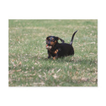 Dachshund en cours