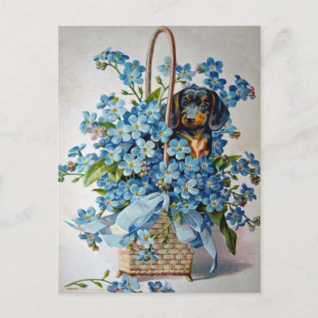 Carte Postale Dachshund et Forget-Me-Nots (Devant)