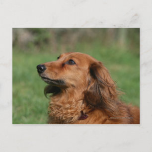 Carte Postale Dachshund miniature à cheveux longs 2