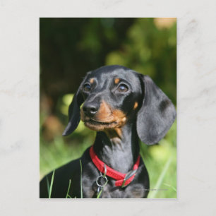 Carte Postale Dachshund miniature à poil lisse 3