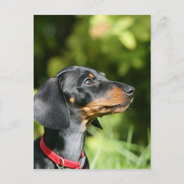 Carte Postale Dachshund noir et tan Miniture 3 (Devant)