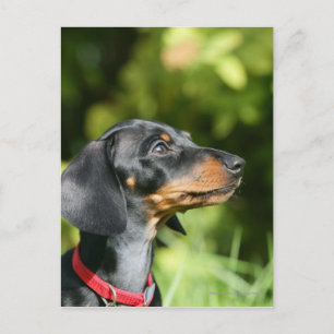 Carte Postale Dachshund noir et tan Miniture 3