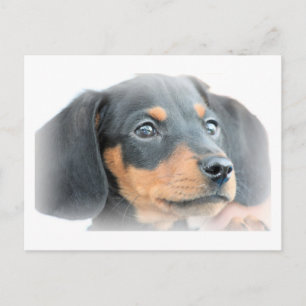 Carte Postale Dachshund Puppy