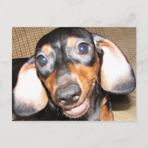 Carte Postale Dachshund souriant
