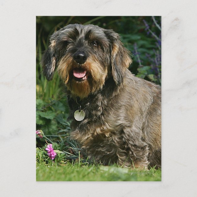 Carte Postale Dachshund standard à poil dur assis (Devant)