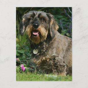 Carte Postale Dachshund standard à poil dur assis