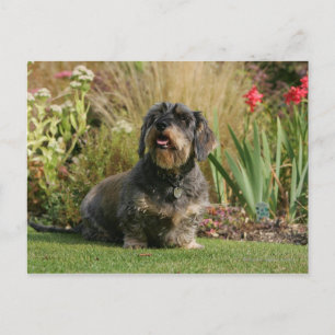 Carte Postale Dachshund standard à poils de fil