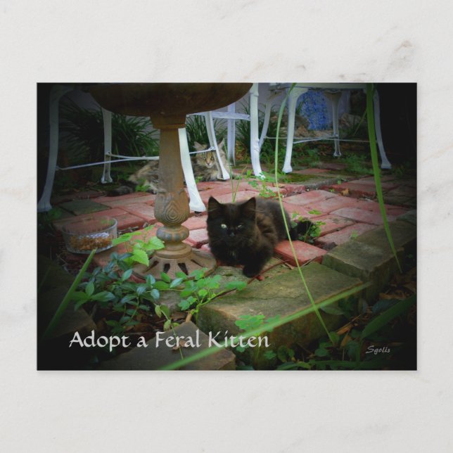 Carte postale d'adoption de feral Cat (Devant)