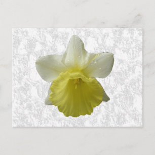 Carte postale Daffodil
