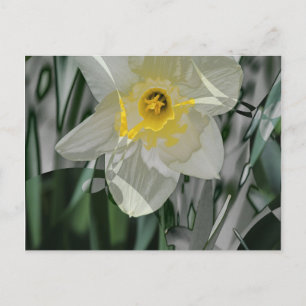 Carte Postale Daffodil 2015