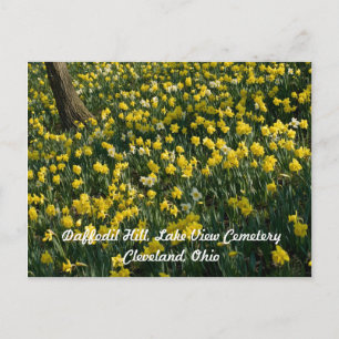 Carte Postale Daffodil Hill - Fleurs jaunes et blanches éclairée