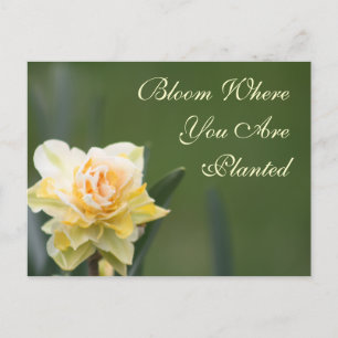 Carte Postale Daffodil Photographie Rose