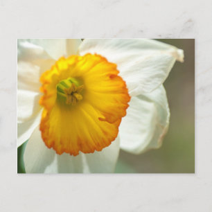 Carte Postale Daffodile