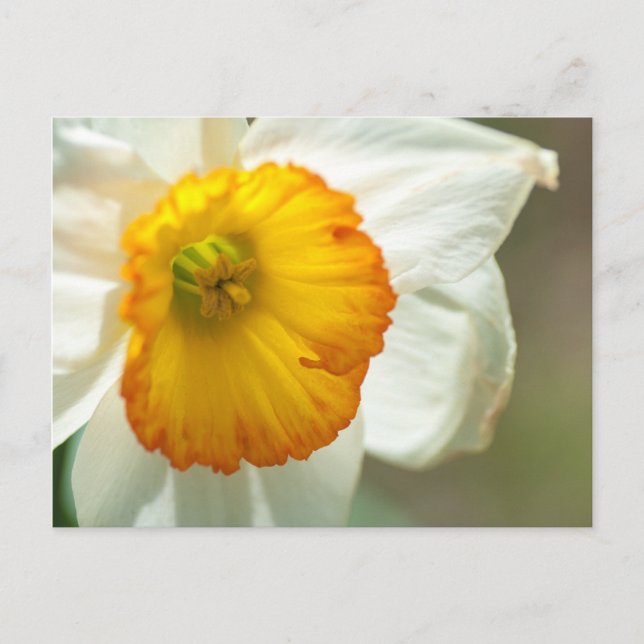 Carte Postale Daffodile (Devant)