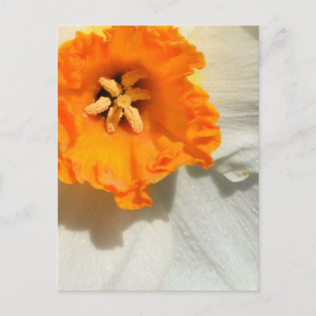 Carte Postale Daffodile (Devant)