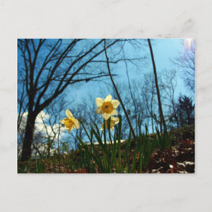 Carte Postale Daffodile