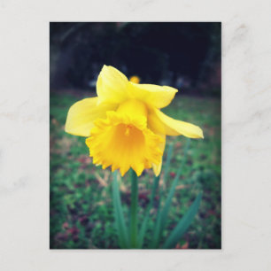 Carte Postale Daffodile