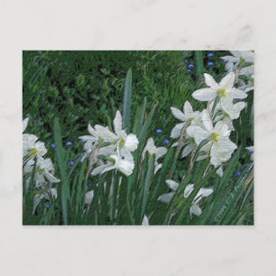 Carte Postale 'Daffodile blanc'
