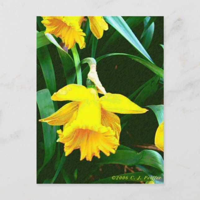 Carte Postale 'Daffodile Jaune' (Devant)