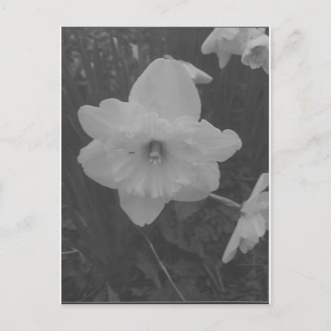 Carte Postale Daffodile sauvage (Devant)