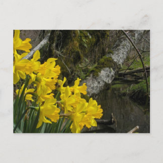 Carte Postale Daffodiles 01
