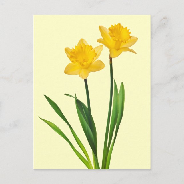 Carte Postale Daffodiles de printemps jaune - Modèle de jonquill (Devant)