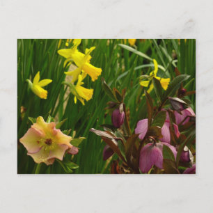 Carte Postale Daffodiles et carême Rose coloré Floral