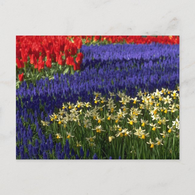 Carte Postale Daffodiles, hyacinthe et tulipes (Devant)