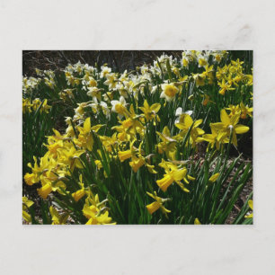 Carte Postale Daffodiles jaunes et blancs Fleurs de printemps