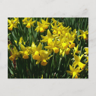 Carte Postale Daffodiles Jaunes I Fleurs De Printemps Cheveux