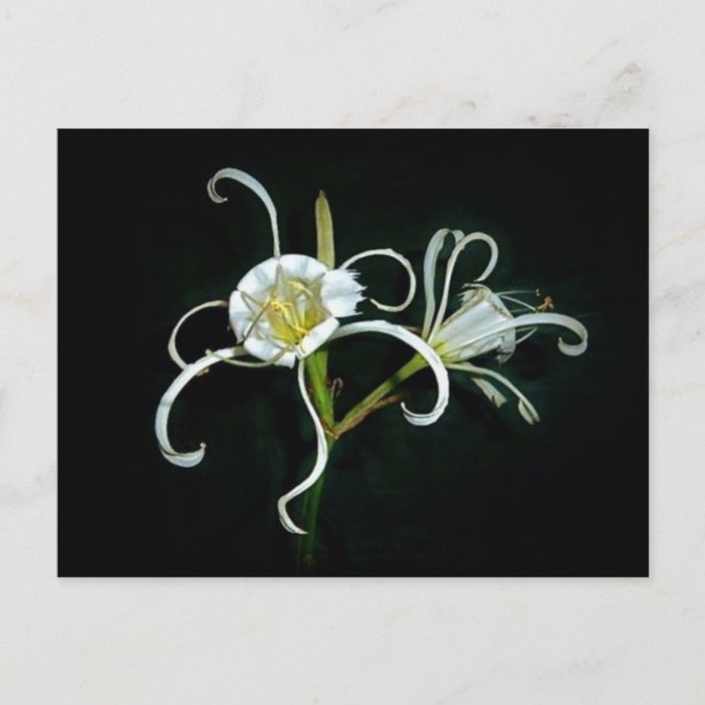 Carte Postale Daffodiles péruviens (Devant)