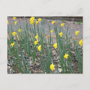 Carte Postale Daffodiles sauvages
