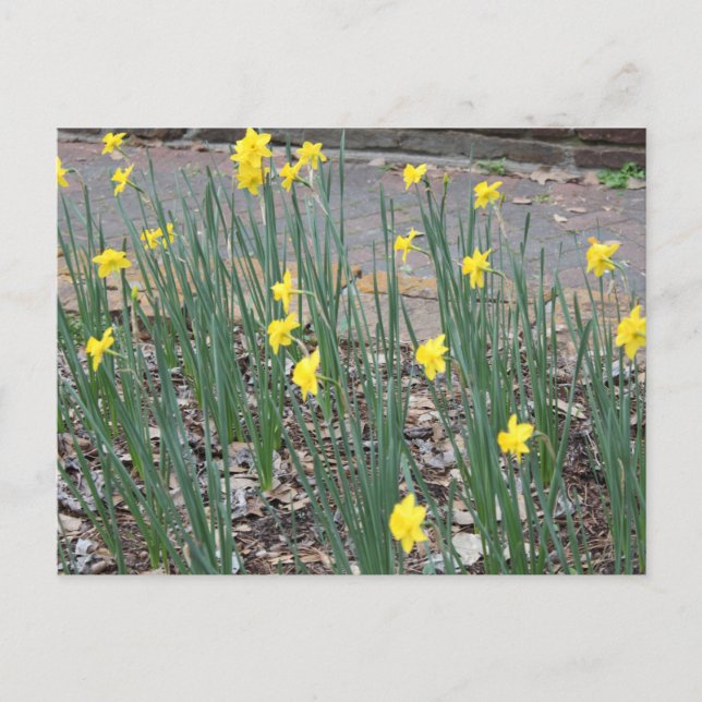 Carte Postale Daffodiles sauvages (Devant)