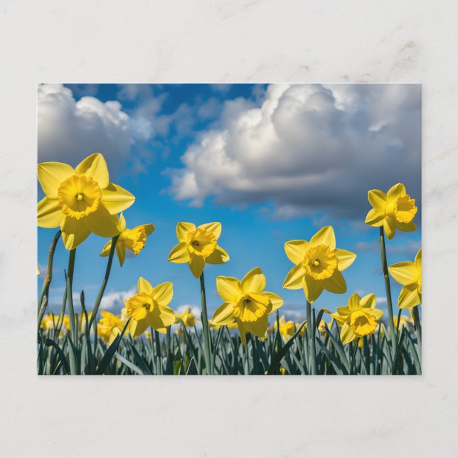Carte Postale Daffodils Dancing (Devant)