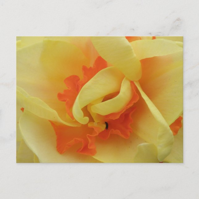 Carte postale Daffodique (Devant)